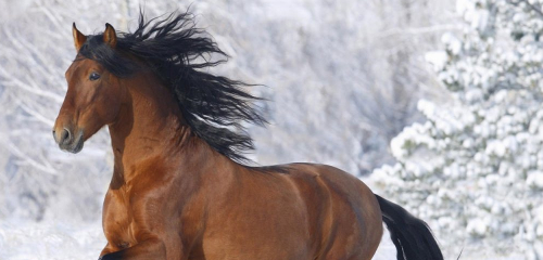 horse running through snow